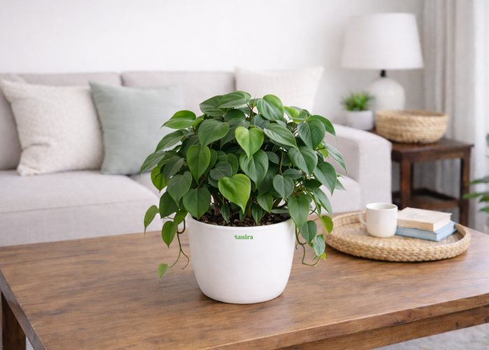 Philodendron Heartleaf